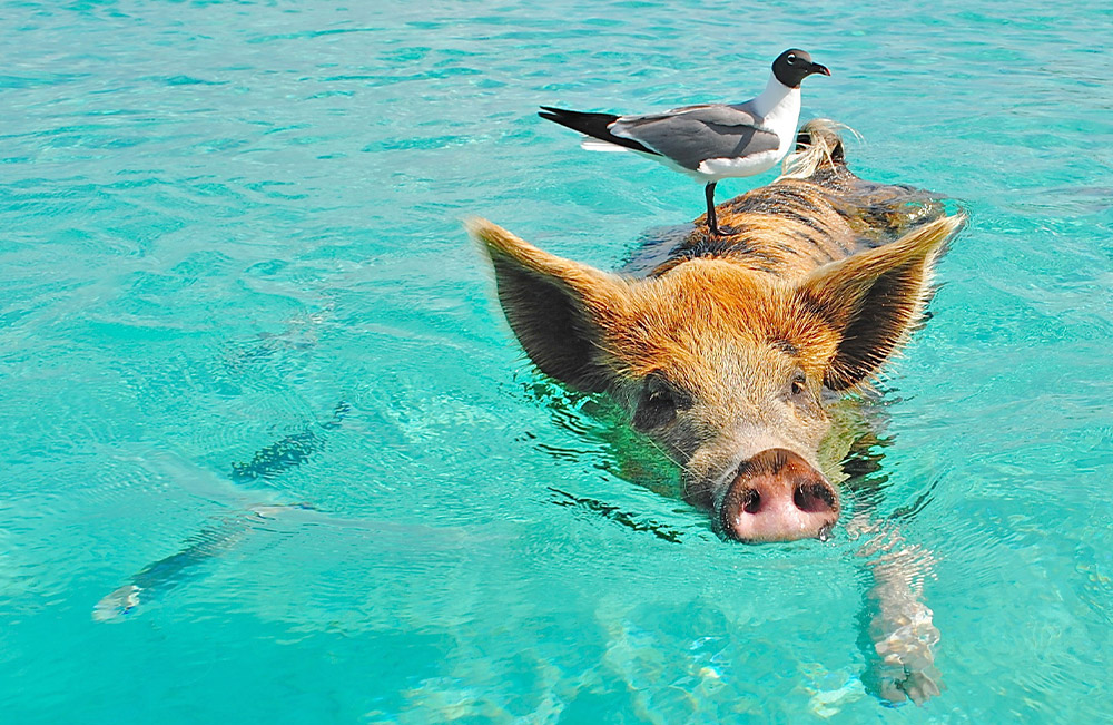 Sommer Abkühlungsmöglichkeiten
