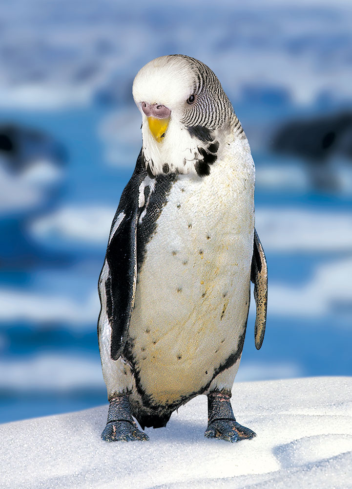 Ein Welleguin aus unserer Bildbearbeitung