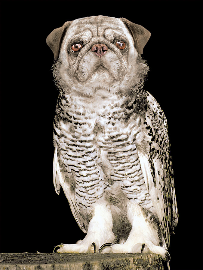 Der Eulops aus der Werbeagentur Gottschalg